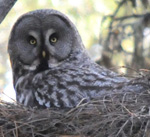 Great Grey Owl